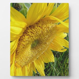 Heldere zonnebloem fotoplaat