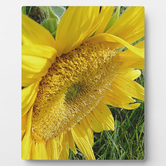Heldere zonnebloem fotoplaat (Voorkant)