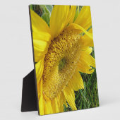 Heldere zonnebloem fotoplaat (Zijkant)