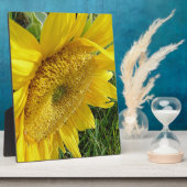 Heldere zonnebloem fotoplaat (Zijkant)