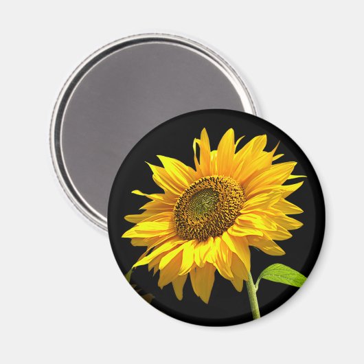 Heldere zonnebloem op zwarte achtergrond magneet (Voorkant / Achterkant)