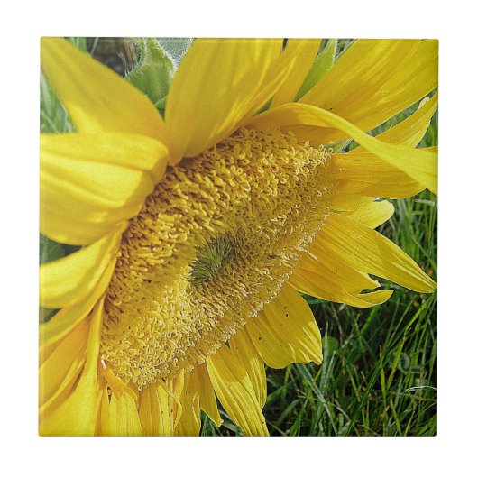 Heldere zonnebloem tegeltje (Voorkant)