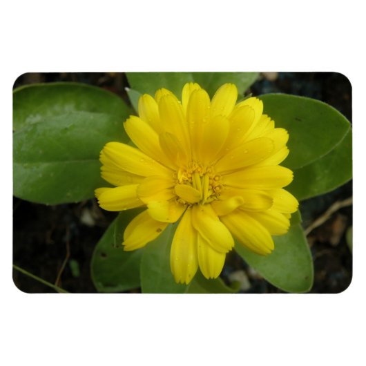 Heldergeel Marigold Premium Magnet Magneet (Horizontaal)