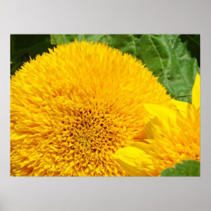 Heldergeel zonnebloem-prints zomertuin poster