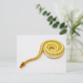 Heldergele doorbraakpython briefkaart (Staand voorkant)