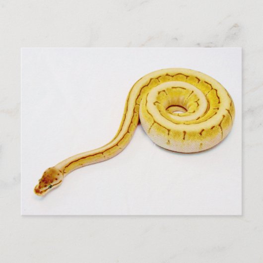 Heldergele doorbraakpython briefkaart (Voorkant)