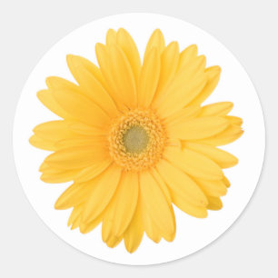 Heldergele Gerbera Daisy Flower Ronde Sticker