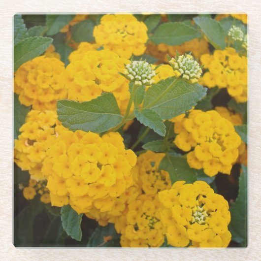 Heldergele Lantana Flower Blooms Cheerful Glazen Onderzetter (Voorkant)