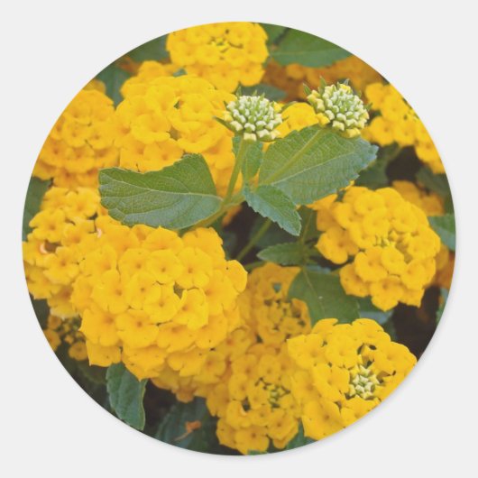 Heldergele Lantana Flower Blooms Cheerful Ronde Sticker (Voorkant)