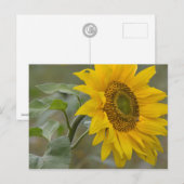 Heldergele zonnebloem, close-up foto CC0019 Briefkaart (Voorkant / Achterkant)