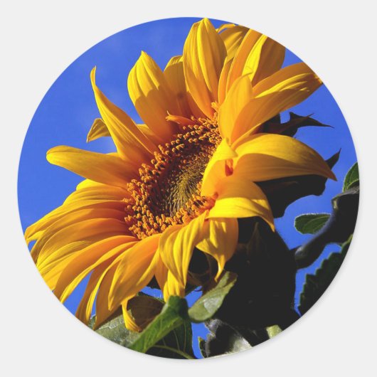 Heldergele zonnebloem ronde sticker (Voorkant)