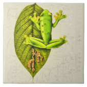 Heldergroene kikker van de glijboom op  wit tegeltje (Voorkant)