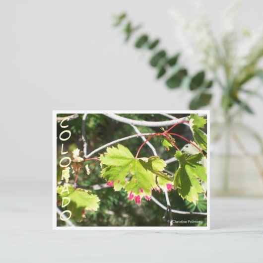 Helderheid - CO Briefkaart (Staand voorkant)