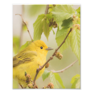 Helderheid en vrolijke kerel - Gele Warbler Foto Afdruk