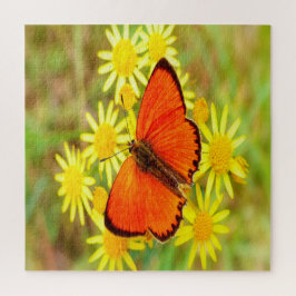 Helderheid Oranje gele vlinderbloemen Legpuzzel