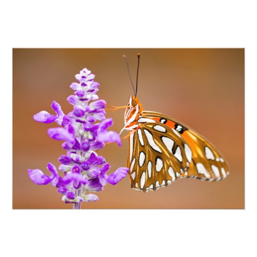 Helderheid Oranje Golfvlindervlinder Foto Afdruk (Voorkant)