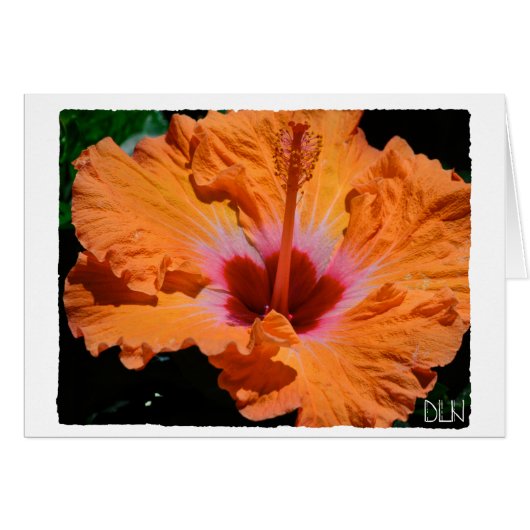 Helderheid Oranje Hibiscus Flower/Floral Art/ (Voorkant Horizontaal)