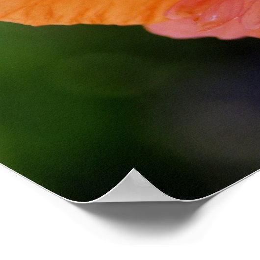 Helderheid Oranje papaver Poster (Hoek)