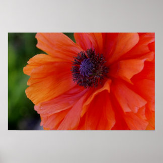 Helderheid Oranje papaver Poster