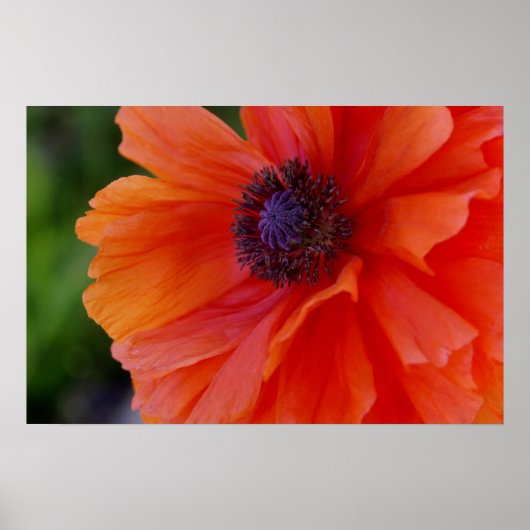 Helderheid Oranje papaver Poster (Voorkant)