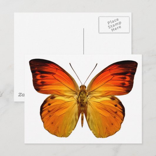 Helderheid Oranje vlinder Briefkaart (Voorkant / Achterkant)