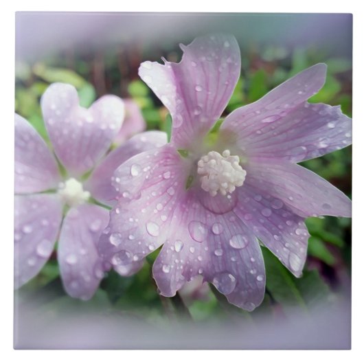 Helderheid paars tegeltje (Voorkant)