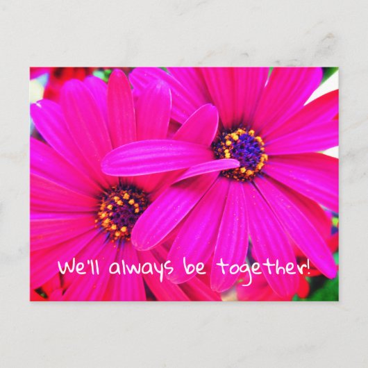 Helderheid van Paarse tuinvloeren Osteospermum Briefkaart (Voorkant)