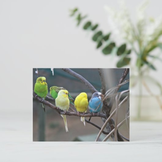 Helderkleurige parakeets Budgies Parrots Birds Briefkaart (Staand voorkant)