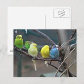 Helderkleurige parakeets Budgies Parrots Birds Briefkaart (Voorkant / Achterkant)
