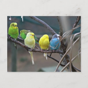 Helderkleurige parakeets Budgies Parrots Birds Briefkaart