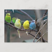 Helderkleurige parakeets Budgies Parrots Birds Briefkaart (Voorkant)