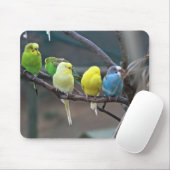 Helderkleurige parakeets Budgies Parrots Birds Muismat (Met muis)