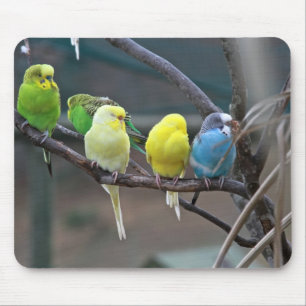 Helderkleurige parakeets Budgies Parrots Birds Muismat