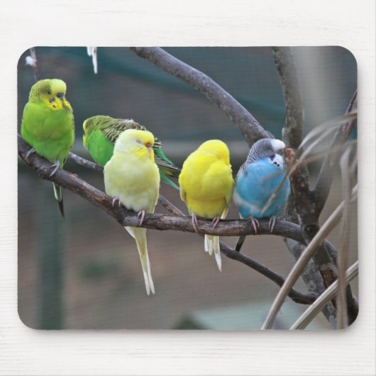 Helderkleurige parakeets Budgies Parrots Birds Muismat (Voorkant)