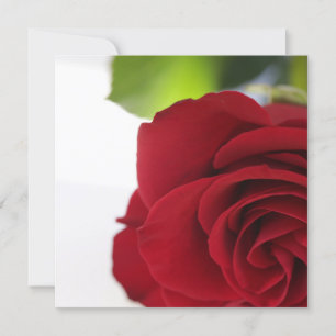 Helderkleurige rode roze Jouw tekst platte Kaart