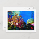 Helderkoraal Briefkaart (Voorkant / Achterkant)