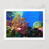 Helderkoraal Briefkaart (Voorkant)