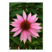 Helderlichte Paarse conefloerblanco Kaart (Voorkant)