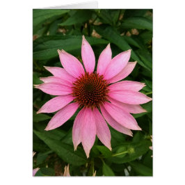 Helderlichte Paarse conefloerblanco Kaart