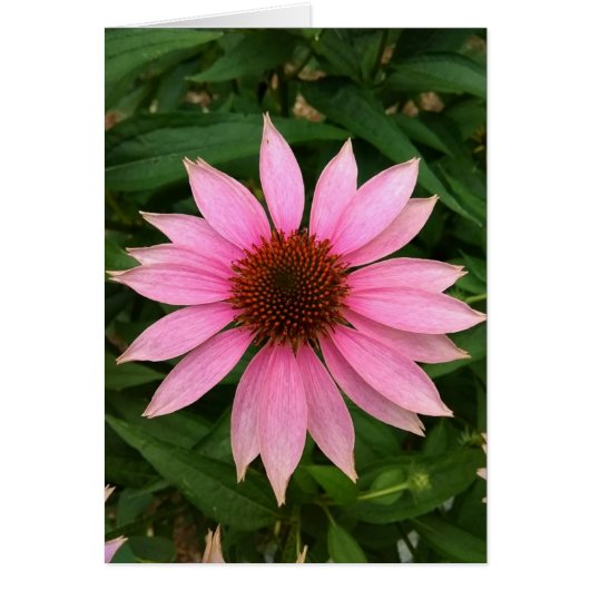 Helderlichte Paarse conefloerblanco Kaart (Voorkant)