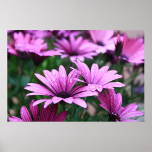 Helderlijk Paars ventilatorPoster Poster