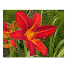 Helderoranje bloem Daglelie Bloemstuk Foto Afdruk