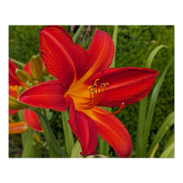 Helderoranje bloem Daglelie Bloemstuk Perfect Poster