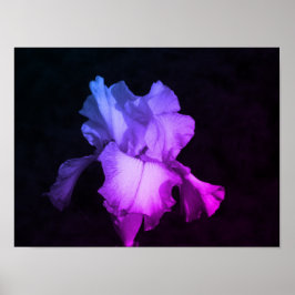 HelderPaarse Iris op donkere achtergrond Foto Poster