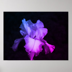 HelderPaarse Iris op donkere achtergrond Foto Poster