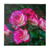 Helderrode en witte Rozen Tegeltje (Voorkant)