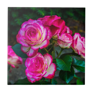 Helderrode en witte Rozen Tegeltje