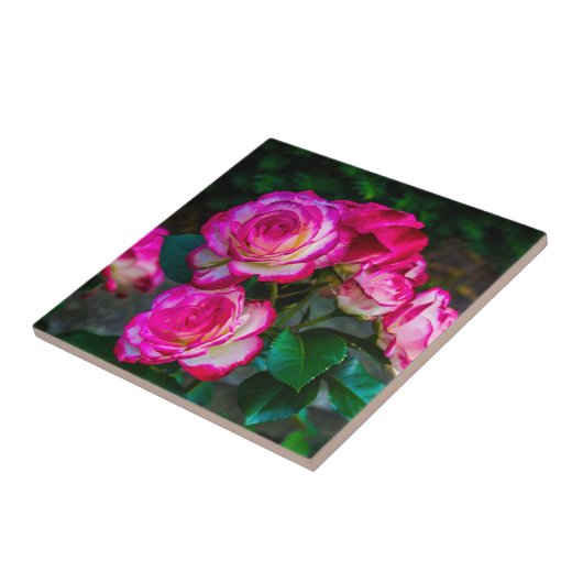 Helderrode en witte Rozen Tegeltje (Zijkant)