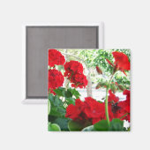 Helderrode Geraniums Tuin Gift Magnet (Voorkant / Achterkant)