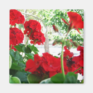 Helderrode Geraniums Tuin Gift Magnet